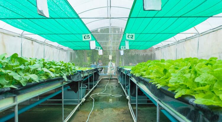 Cricket practice Nets